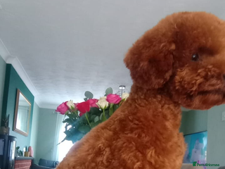Toy Poodle dogs Beautiful solid red KC toy poodle - Advert 3