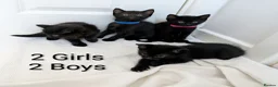 Mixed Breed cats for sale: Black Kittens 2 Boys - 2 Girls  - Advert 5