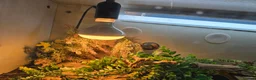 Leopard Gecko reptiles for sale: Leopard Gecko with 4ftx2ft Vivarium in Chatham - Advert 20