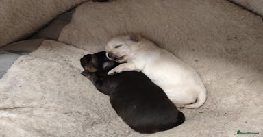 Pomchi dogs - Advert 4