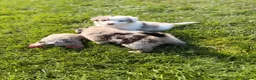 Border Collie dogs for sale: STUNNING BORDER COLLIE PUPS.  - Advert 11