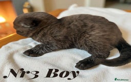Scottish Fold cats for sale: 3 Scottish Fold Boys STILL AVAILABLE - Image 18