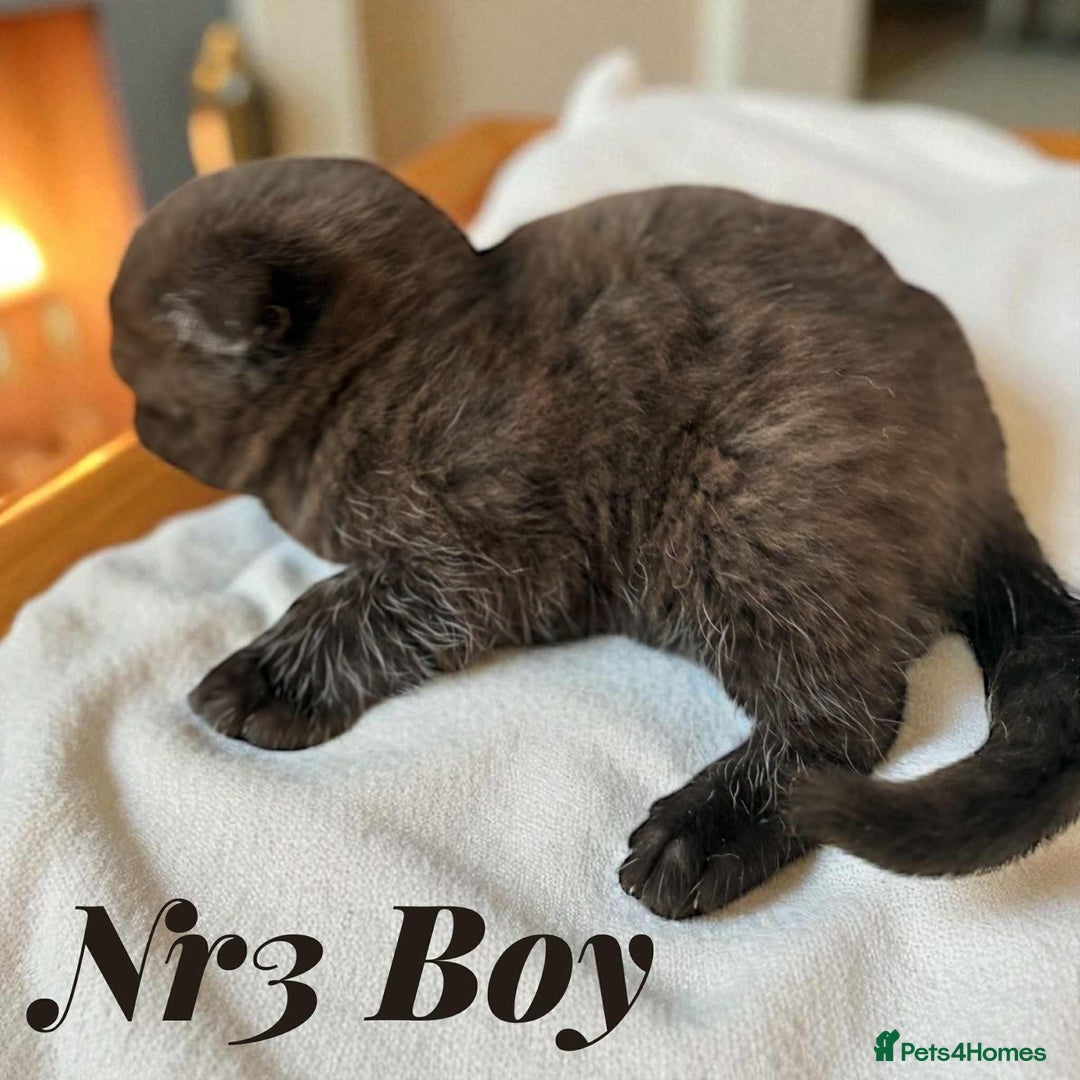 Scottish Fold cats for sale: 3 Scottish Fold Boys STILL AVAILABLE - Image 18