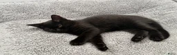 British Shorthair cats for sale: British shorthair kittens  - Advert 3