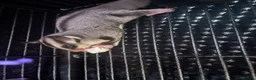 Sugar Glider rodents for sale: Male & Female gliders ready now  - Advert 9