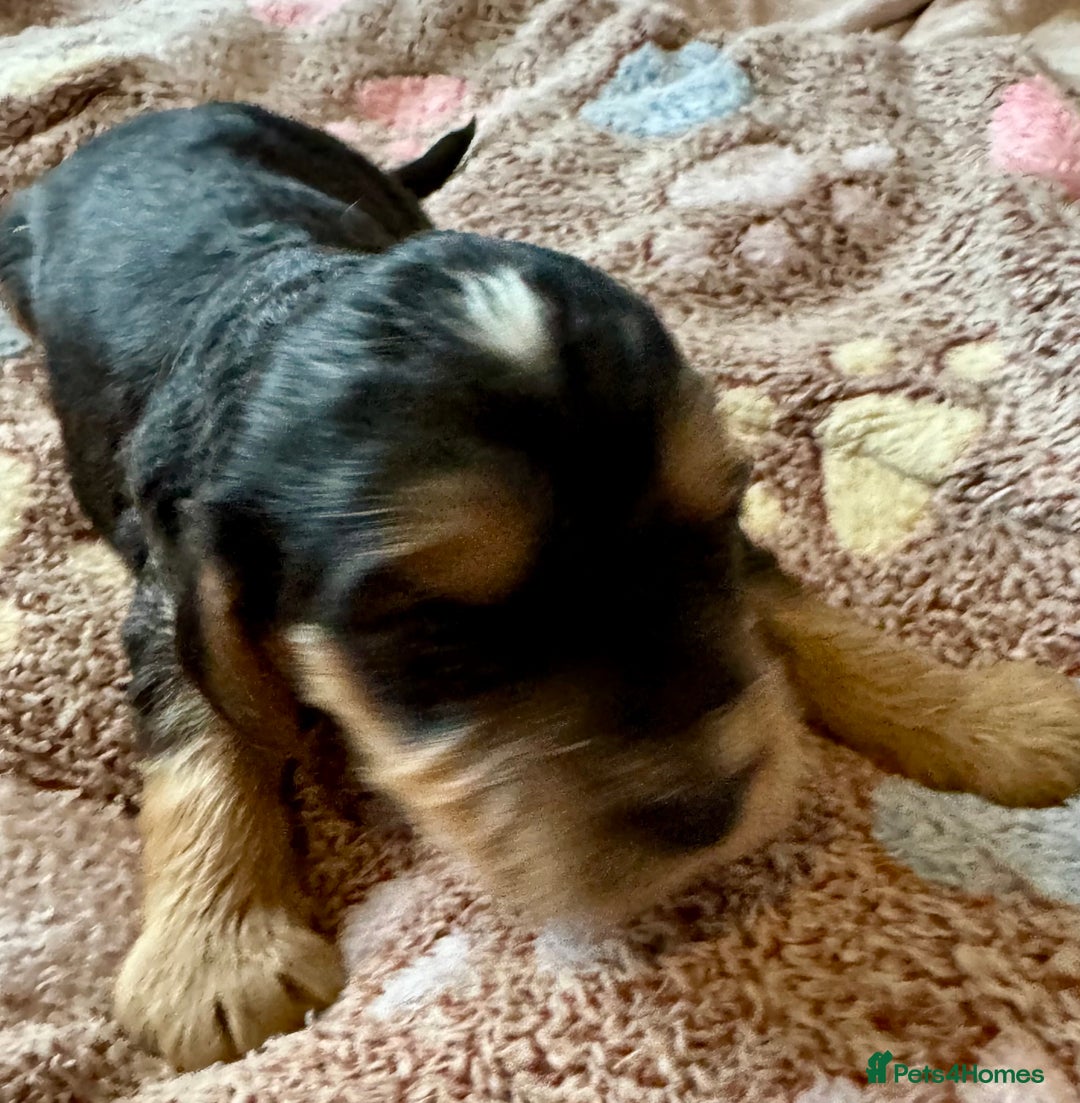 Cocker Spaniel dogs for sale: Kc reg show type cocker spaniel puppies  - Image 10