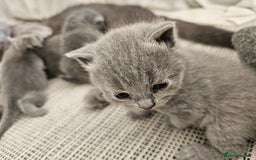 British Shorthair cats for sale: British Shorthair x Scottish Fold - Image 12