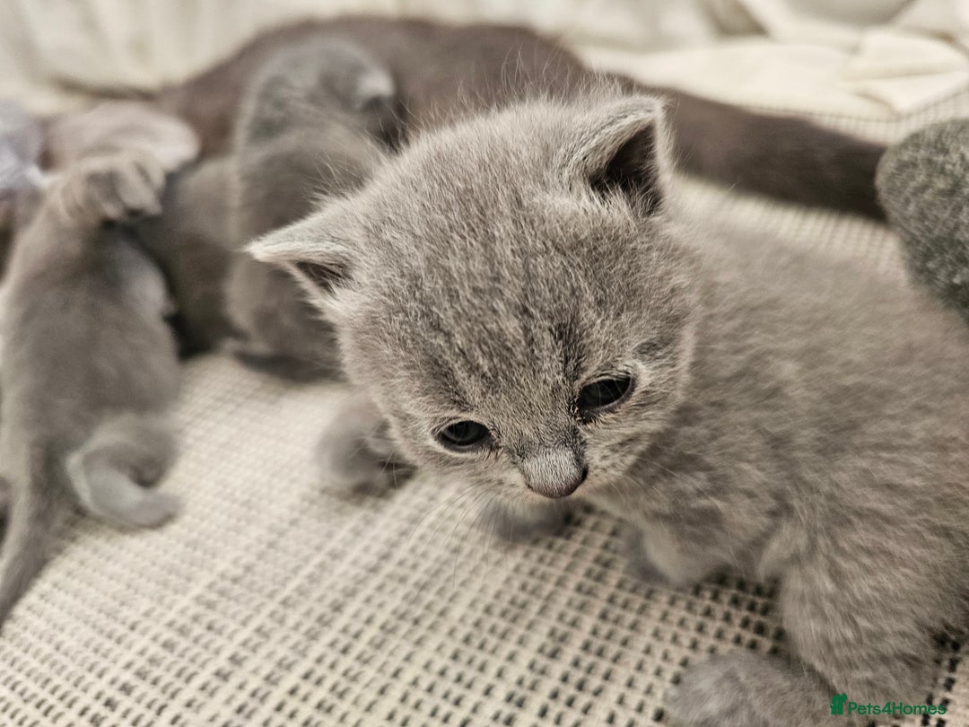 British Shorthair cats for sale: British Shorthair x Scottish Fold - Image 12