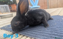 Rex rabbits for sale: Mini rex rabbit for sale - Image 4
