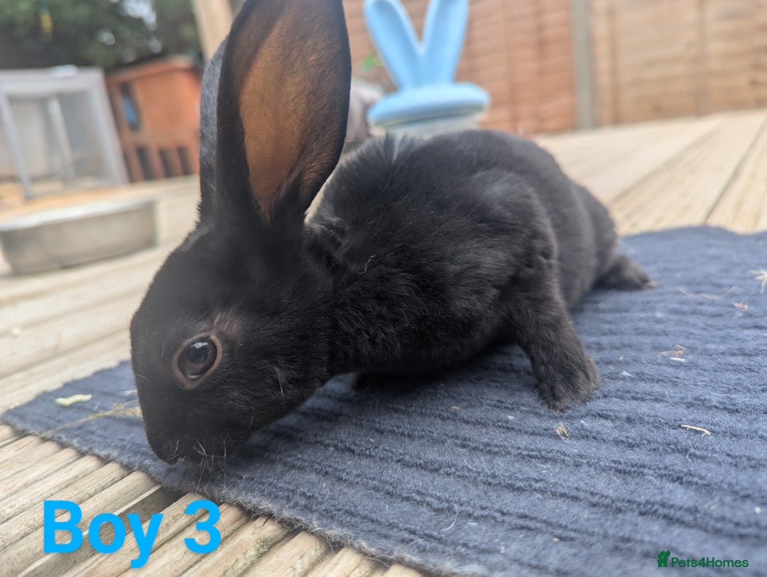 Rex rabbits for sale: Mini rex rabbit for sale - Image 4