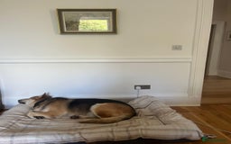 Mixed Breed dogs for adoption: Axel needs the best home  - Image 3