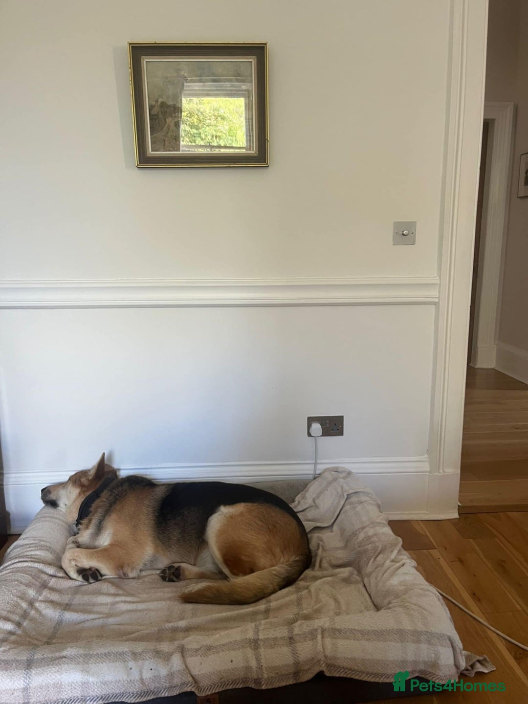 Mixed Breed dogs for adoption: Axel needs the best home  - Image 3