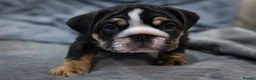 English Bulldog dogs for sale: English bulldog puppies ready to go now in Glasgow - Advert 10