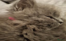 British Longhair cats for sale: 5 x beautiful BLH kittens for sale - Advert 24