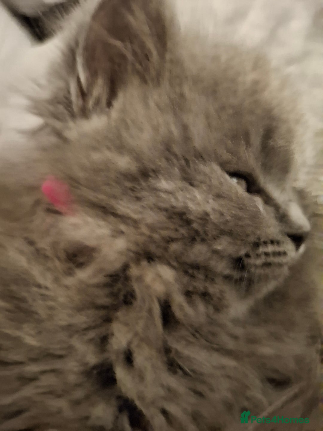 British Longhair cats for sale: 5 x beautiful BLH kittens for sale - Advert 24