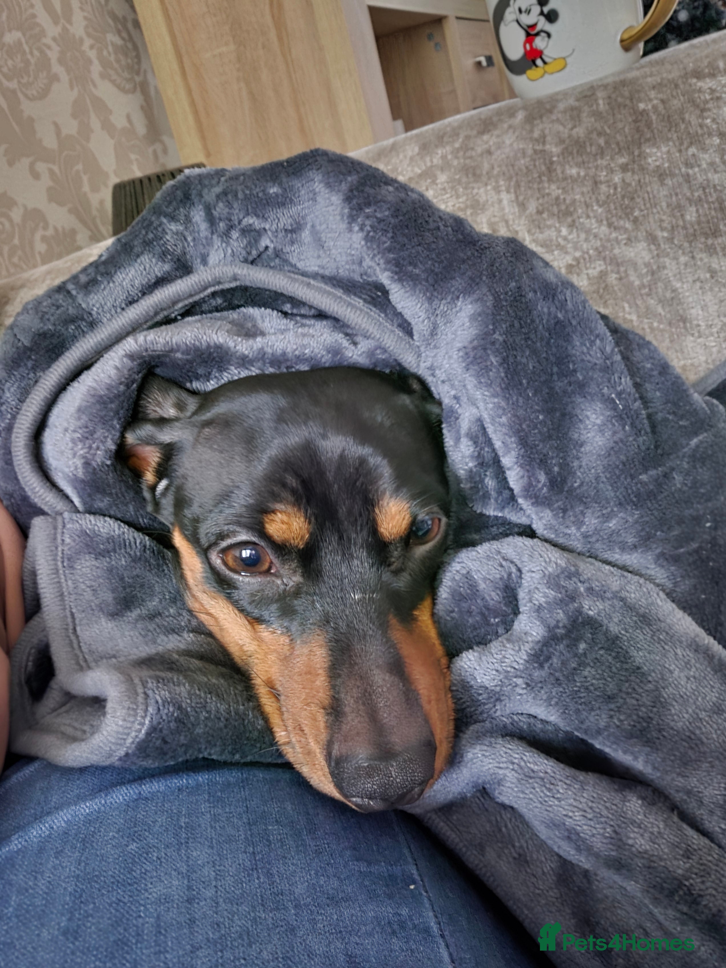 Miniature Dachshund dogs Bailey - Advert 7