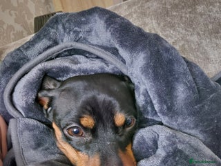 Miniature Dachshund dogs Bailey - Advert 2