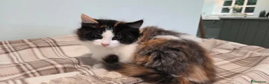 Mixed Breed 3
