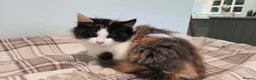 Mixed Breed cats for sale: Kittens For Sale - Advert 3
