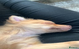 Pomchi dogs for sale: Very cute Pomchis - Image 8