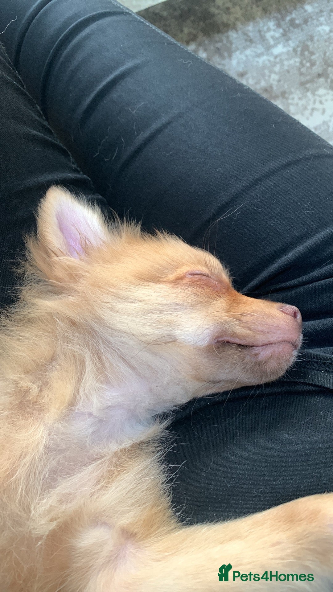 Pomchi dogs for sale: Very cute Pomchis - Image 8
