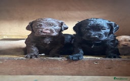 Sprocker dogs for sale: Beautiful cocker x sprocker pups - Image 3