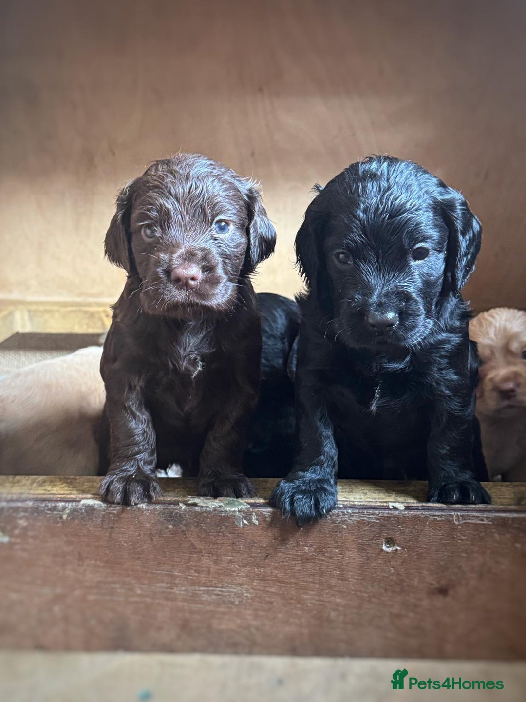 Sprocker dogs for sale: Beautiful cocker x sprocker pups - Image 3