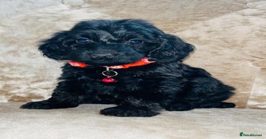 Cockapoo dogs - Advert 2