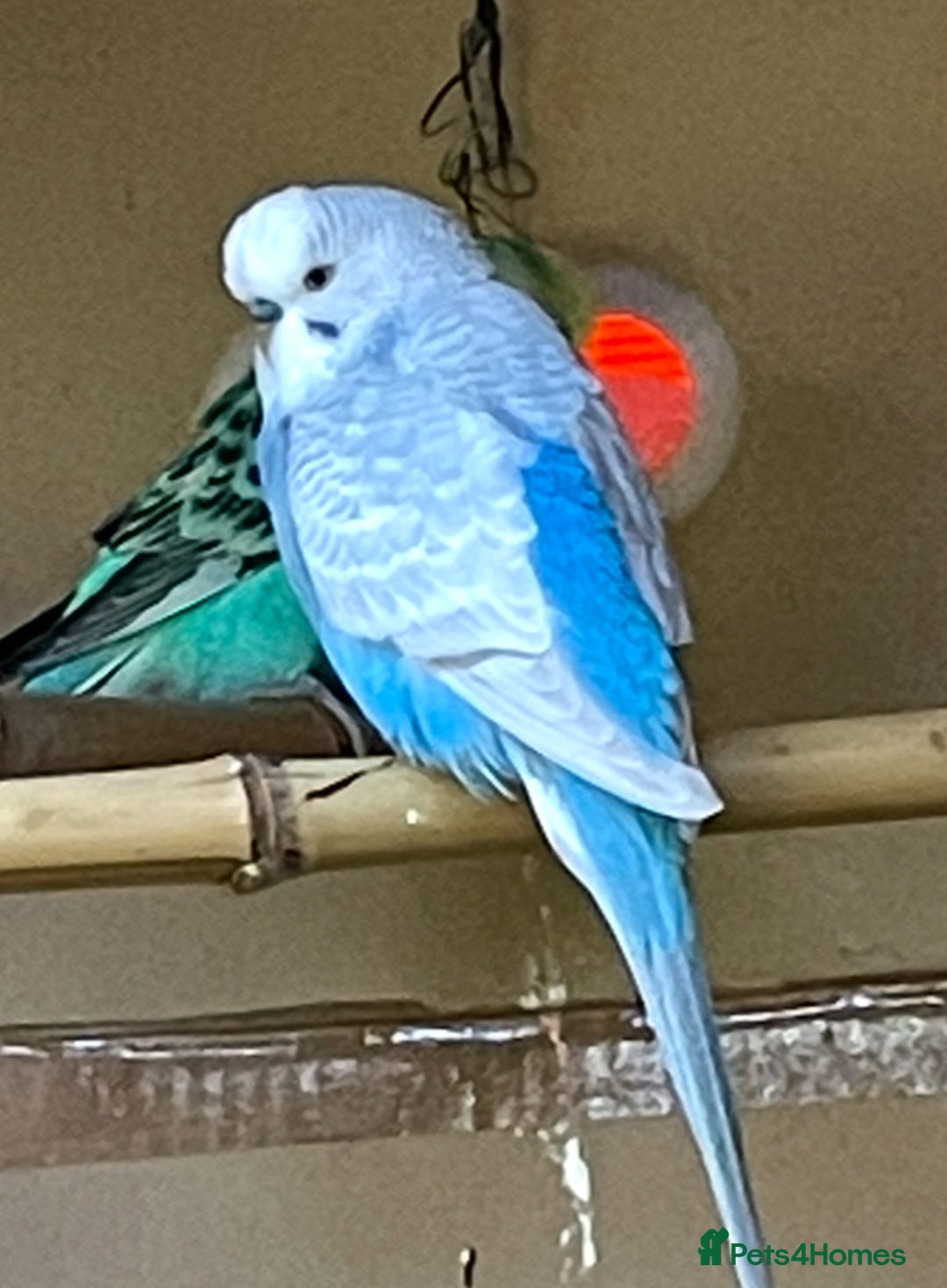 Budgerigars birds for sale: Beautiful Adult Budgies - Image 2