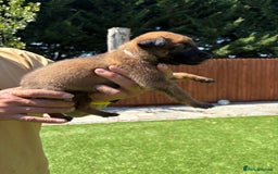Belgian Shepherd Dog dogs for sale: Belgian Malinois puppies  - Image 2