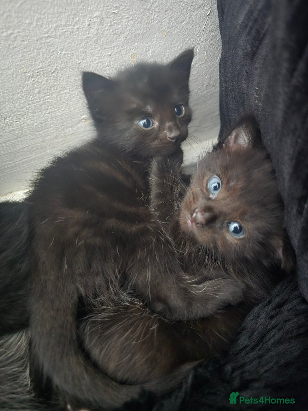 Mixed Breed cats for sale: 5 beautiful kittens - Image 4
