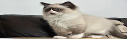 Ragdoll cats for sale: Tica Pedigree Ragdolld in Dalkeith - Advert 7