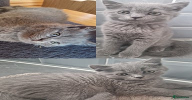 British Shorthair cats - Advert 14