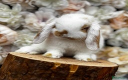 Mini Lop rabbits for sale: 🌟🌟 mini lop babies 🌟🌟 - Image 1
