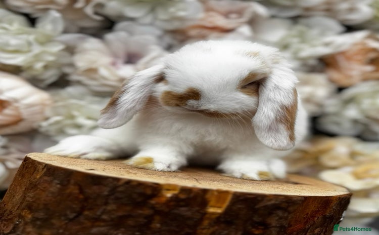 Mini Lop rabbits - Advert 1
