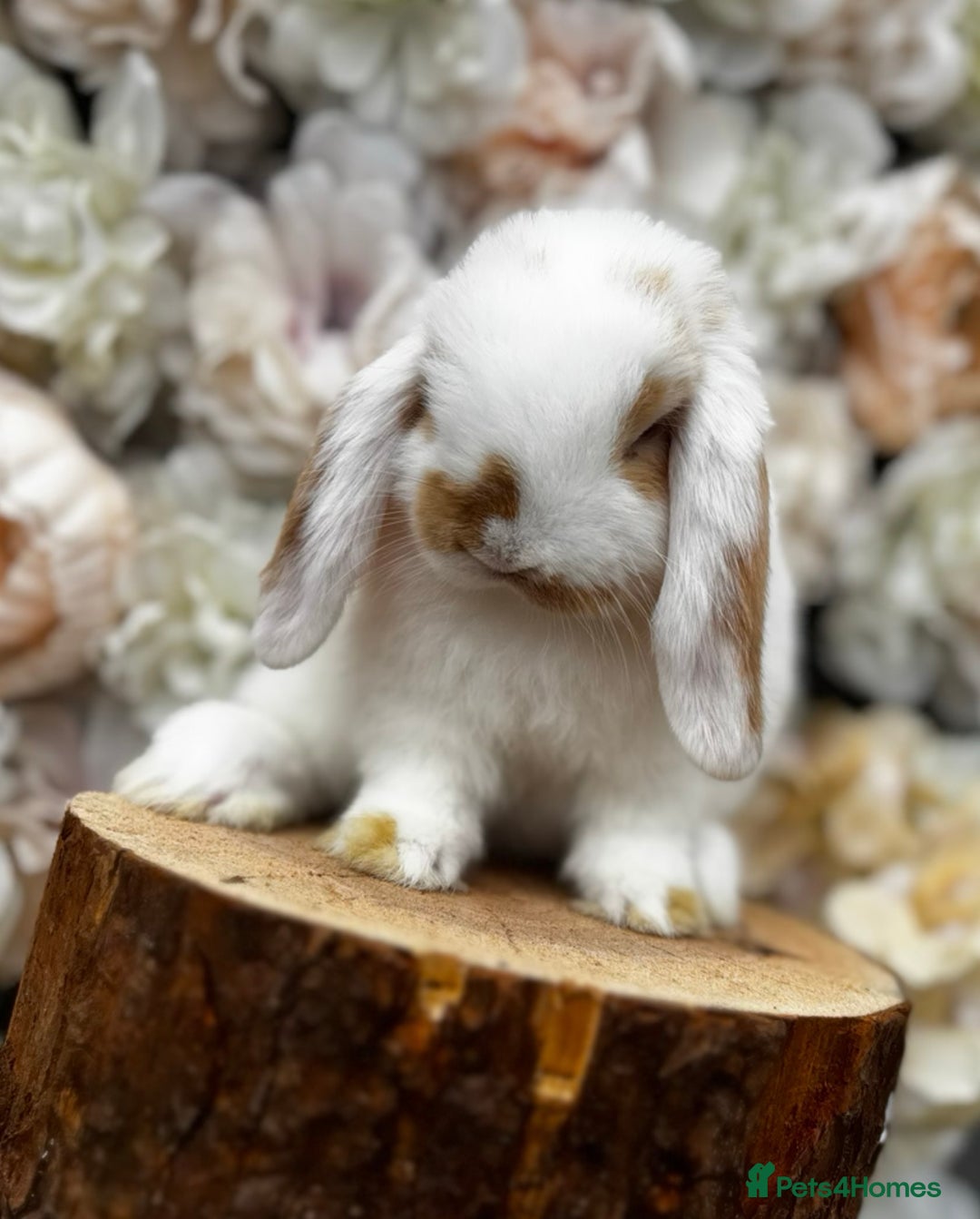 Mini Lop rabbits for sale: 🌟🌟 mini lop babies 🌟🌟 - Image 1
