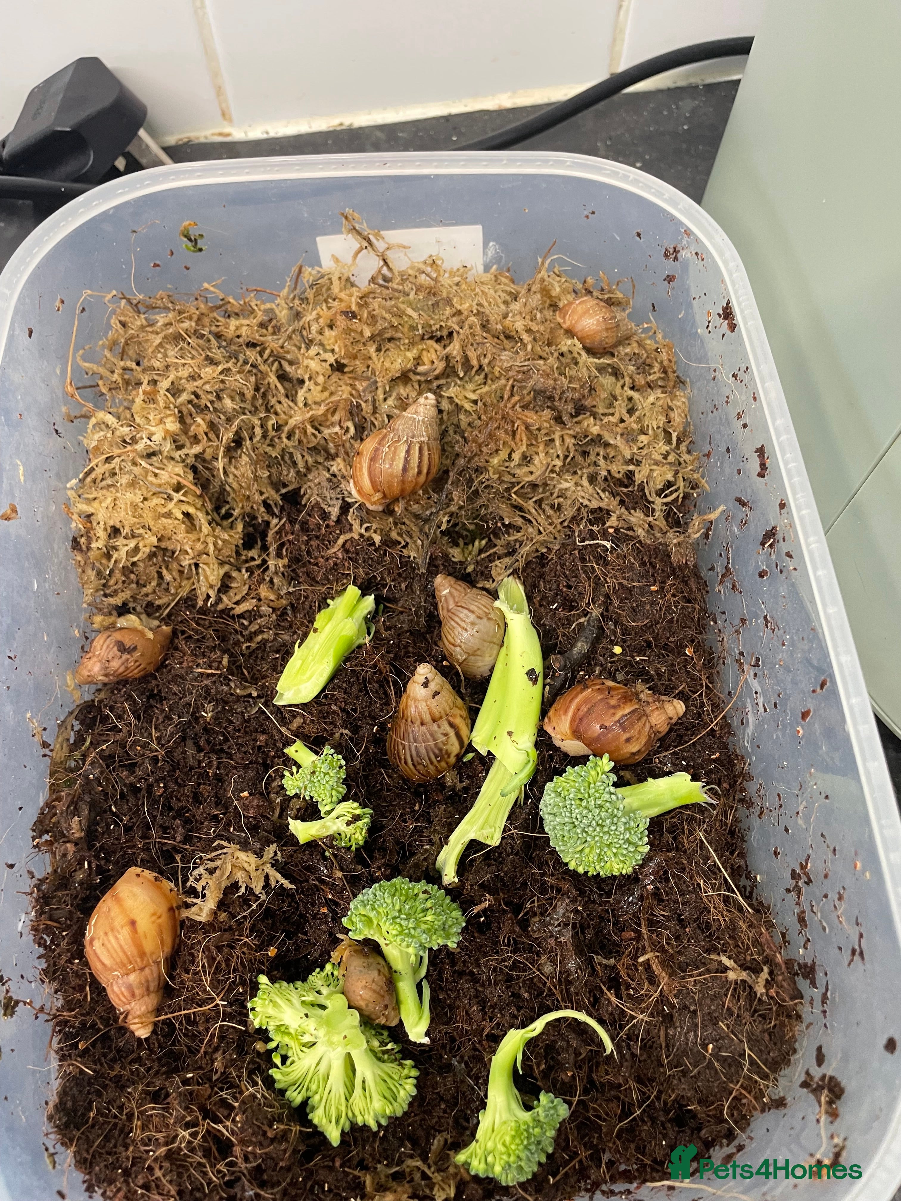 Snails invertebrates African land snail babies mixed albino and grey - Advert 1