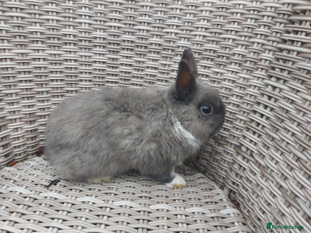 Netherland Dwarf rabbits for sale: Buck blue self look for forever homes  - Advert 2