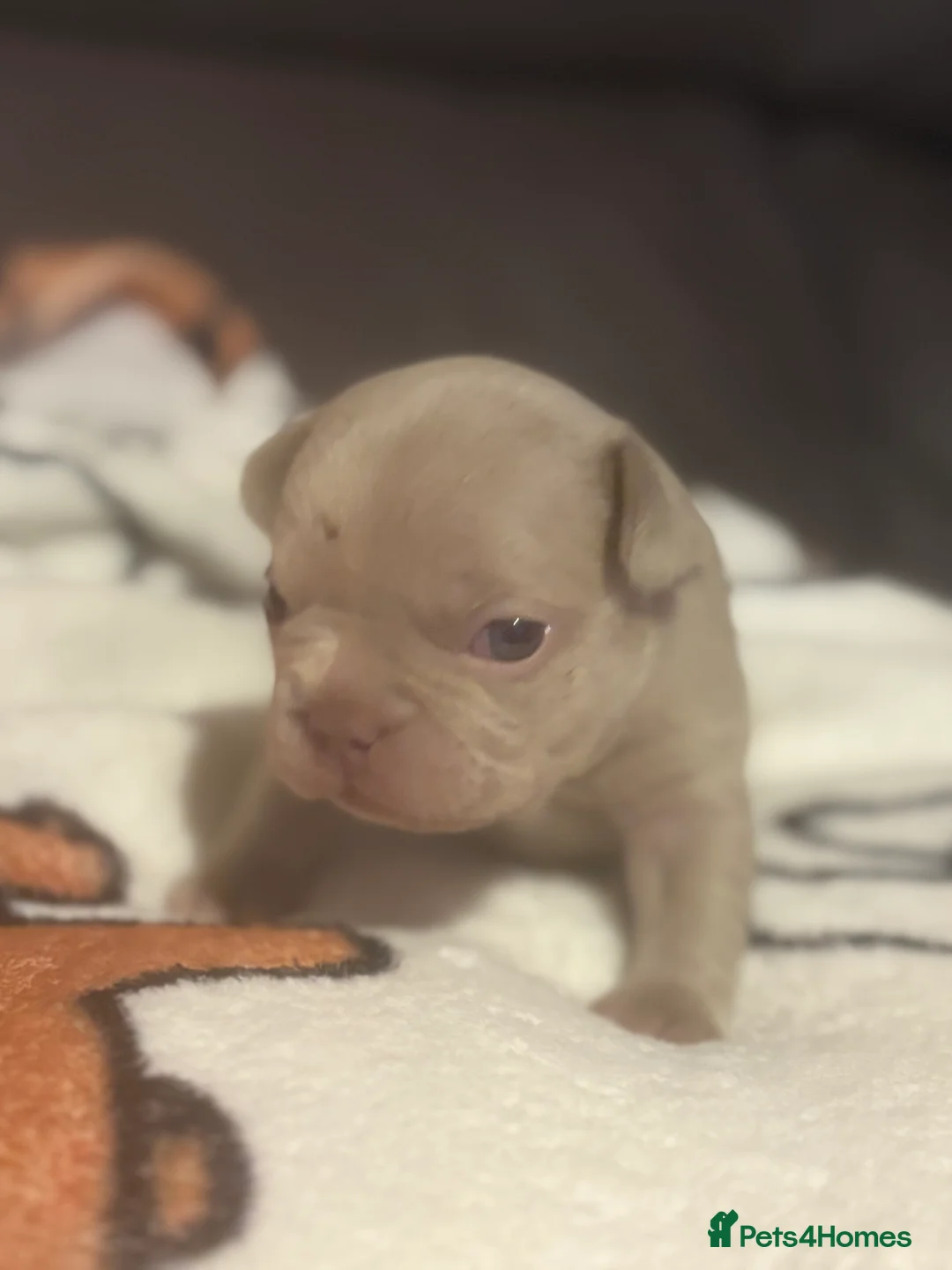 French Bulldog dogs for sale: K C registered beautiful French bulldogs  - Advert 13