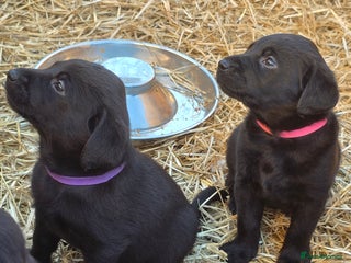 Labrador Retriever dogs - Advert 23