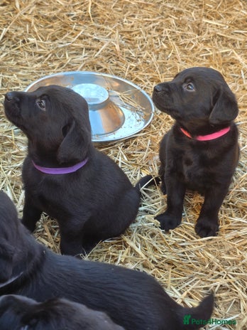 Labrador Retriever dogs - Advert 4