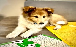 Shetland Sheepdog dogs for sale: Two Male Shetland Sheepdog pups - Image 2