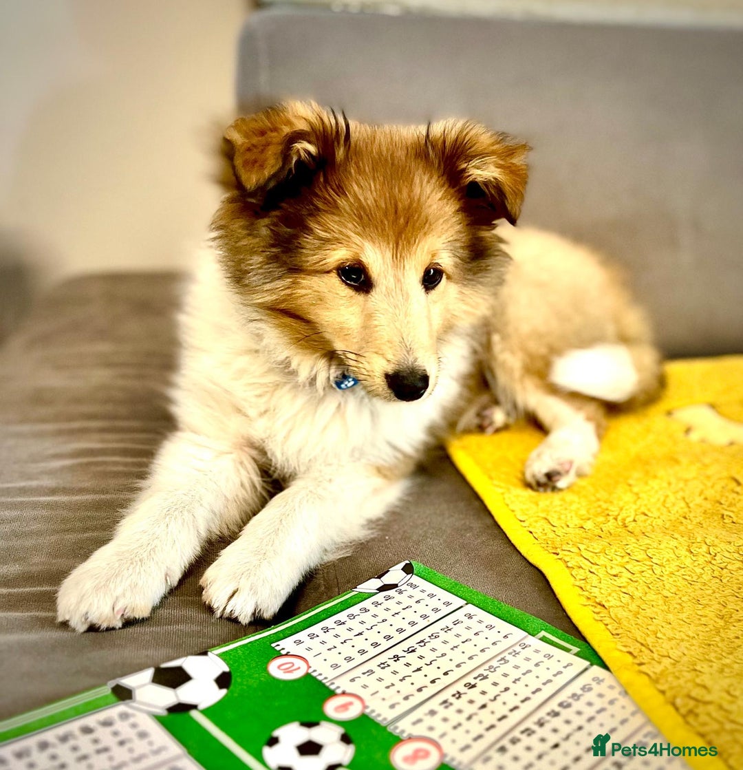Shetland Sheepdog dogs for sale: Two Male Shetland Sheepdog pups - Image 2
