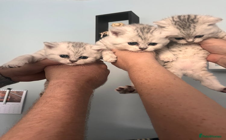 Scottish Fold cats - Advert 6