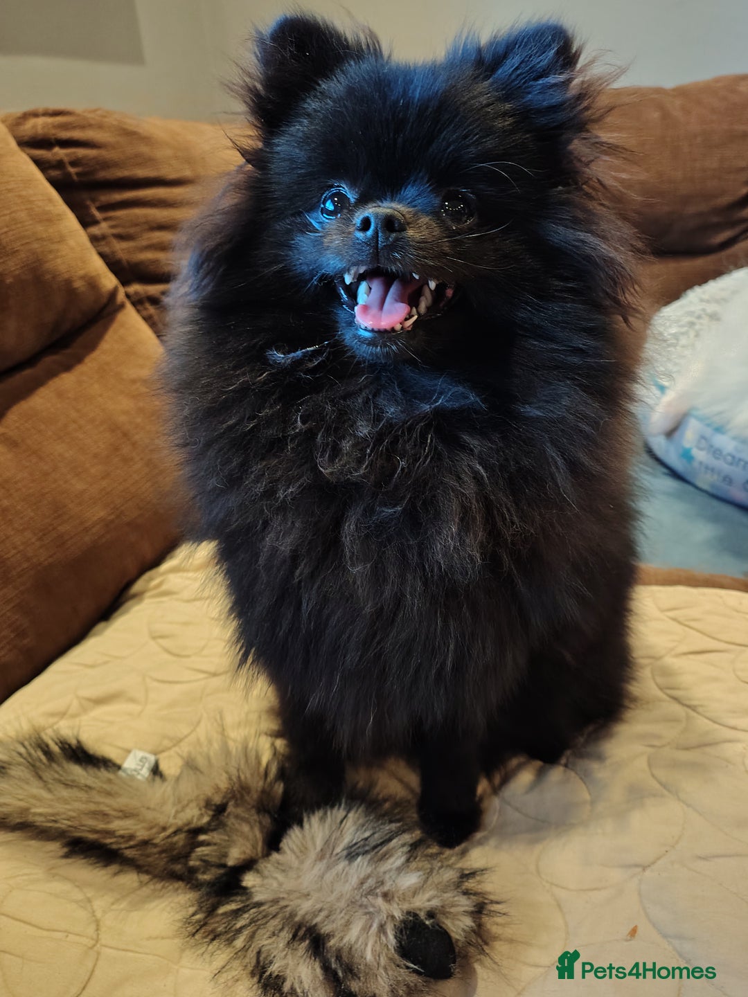 Pomeranian dogs for sale: Pom puppys with Kc reg , pedigree for sale - Advert 21