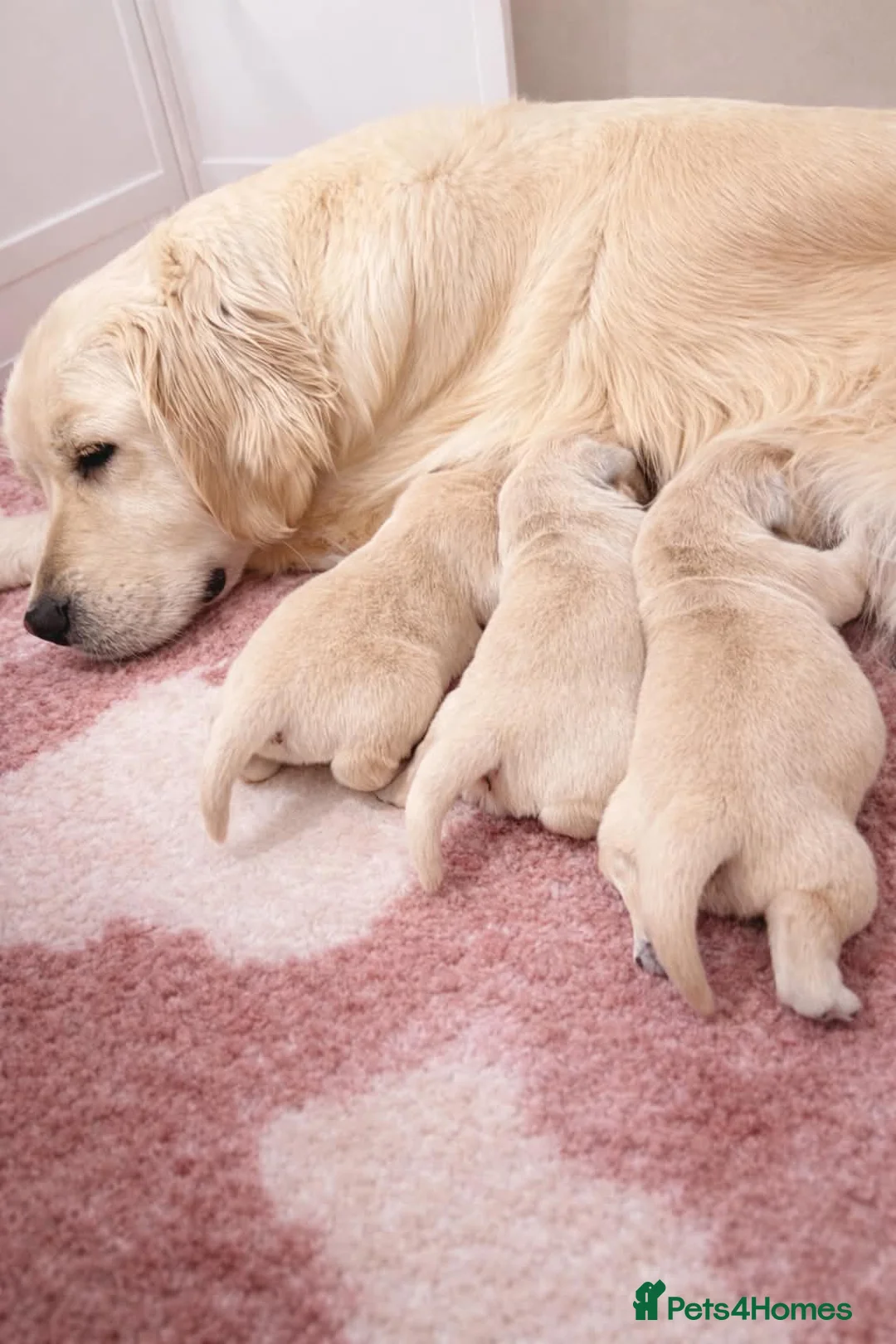 Golden Retriever dogs for sale: KC Registered Golden Retriever Puppies - Advert 2