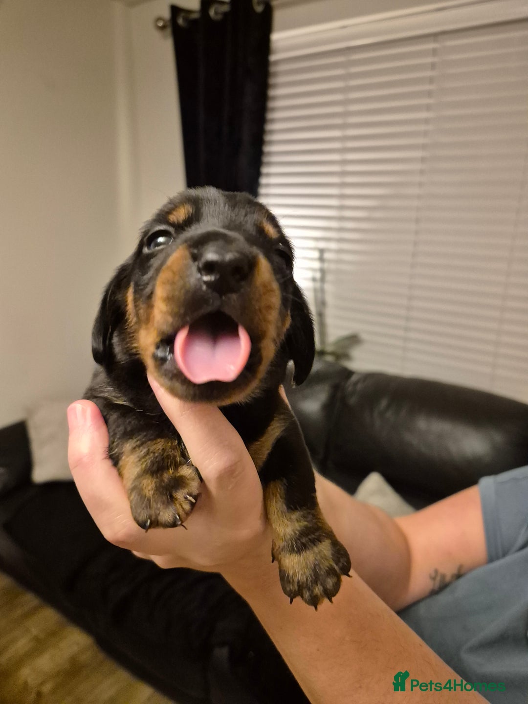 Miniature Dachshund dogs for sale: Beautiful Black & Tan Miniature Dachund Puppies - Advert 6