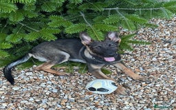 German Shepherd dogs for sale: Playful 5 Moth Old German Shepherd Male - Image 12