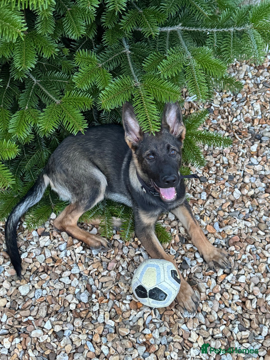 German Shepherd dogs for sale: Playful 5 Moth Old German Shepherd Male - Image 12