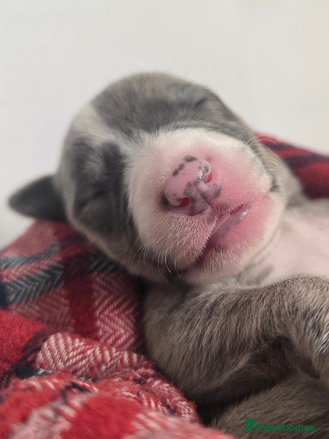 Whippet dogs for sale: KC Registered Small Whippet Puppies - Advert 5